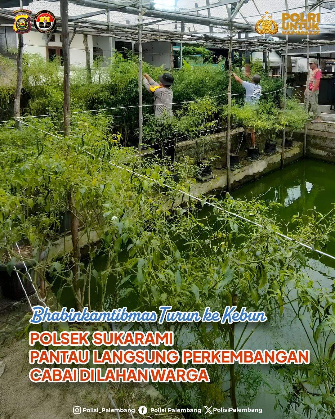 Polsek Sukarami Pantau Langsung Perkembangan Cabai di Lahan Warga