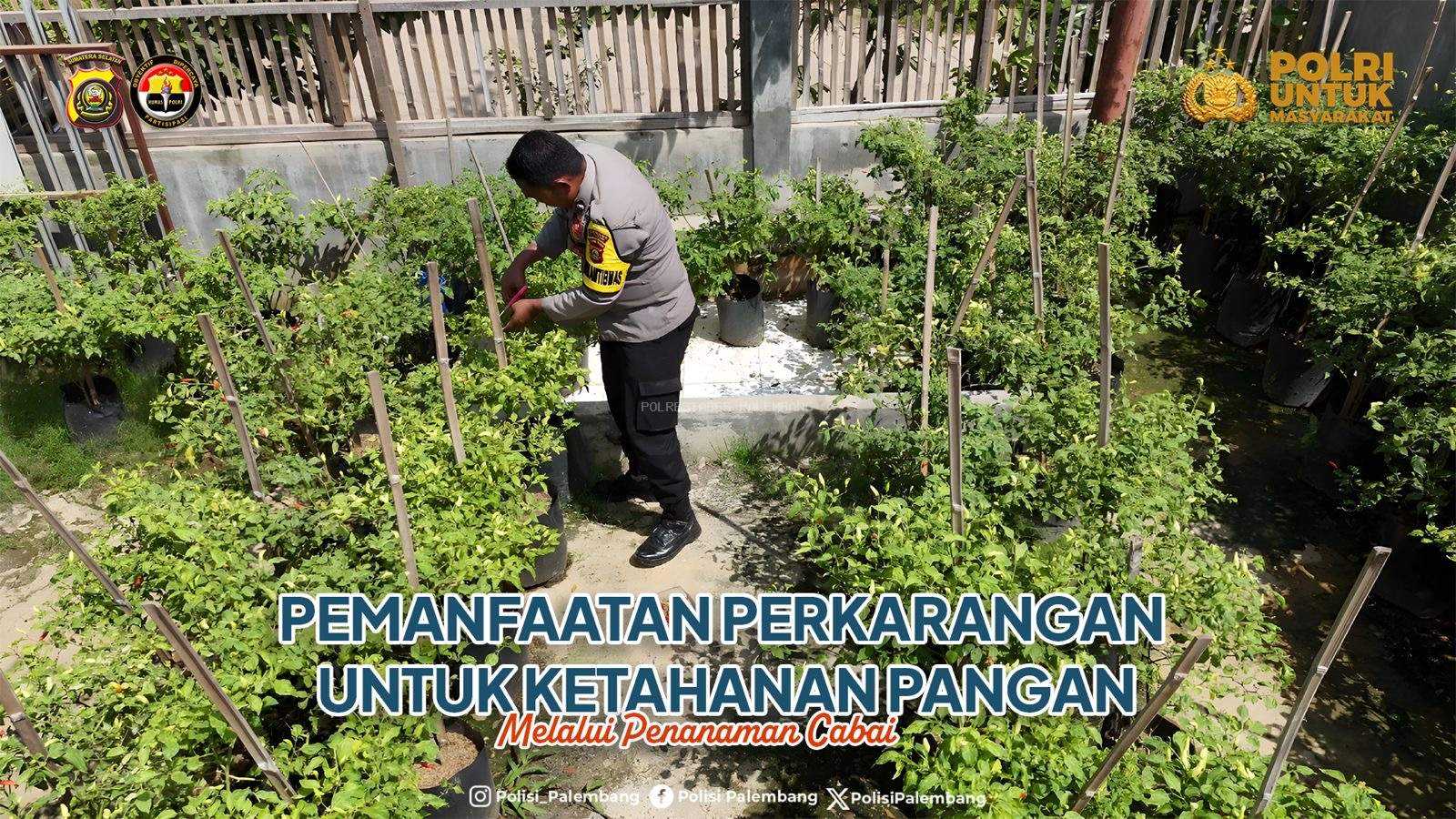 Pemanfaatan Perkarangan untuk Ketahanan Pangan Melalui Penanaman Cabai