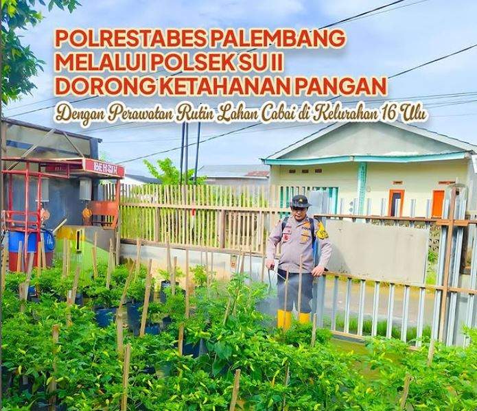 Polrestabes Palembang melalui Polsek SU II Dorong Ketahanan Pangan dengan Perawatan Rutin Lahan Cabai di Kelurahan 16 Ulu