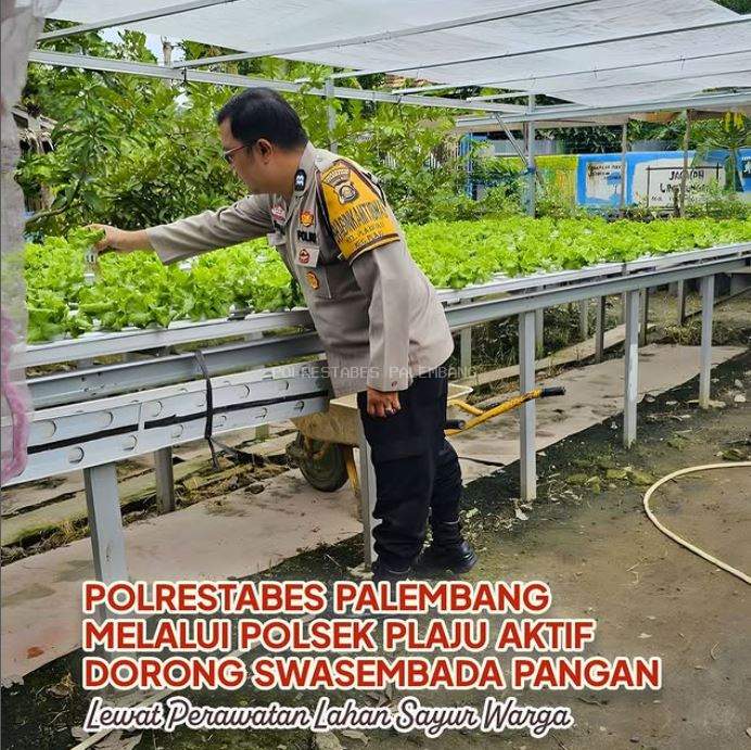 Polrestabes Palembang melalui Polsek Plaju Aktif Dorong Swasembada Pangan Lewat Perawatan Lahan Sayur Warga