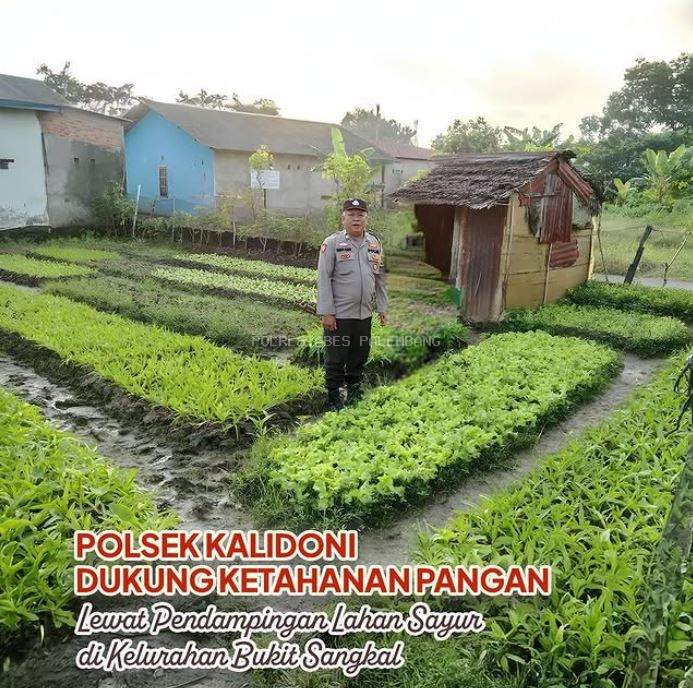 Polsek Kalidoni Dukung Ketahanan Pangan Lewat Pendampingan Lahan Sayur di Kelurahan Bukit Sangkal