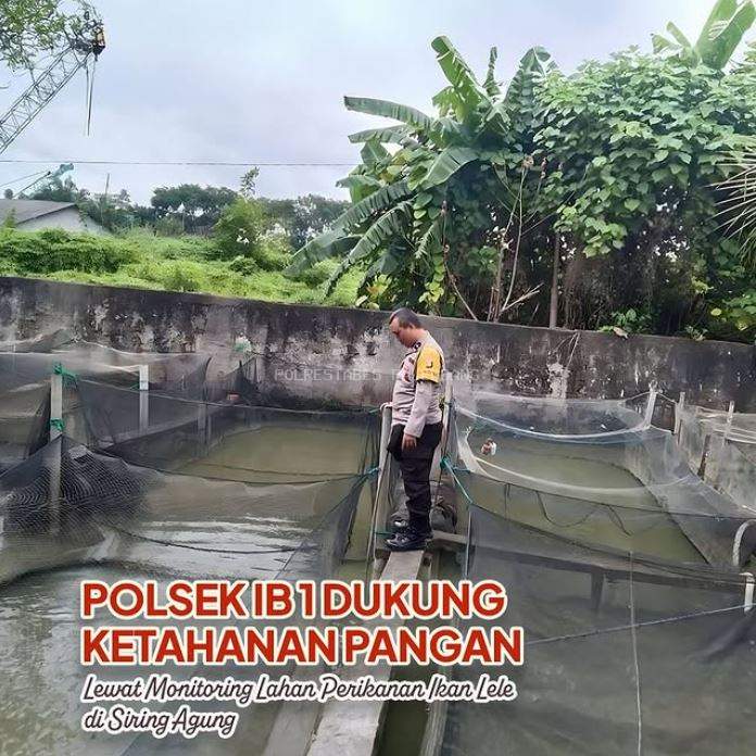 Polsek IB 1 Dukung Ketahanan Pangan Lewat Monitoring Lahan Perikanan Ikan Lele di Siring Agung