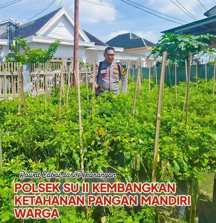Rawat Cabai dari Pekarangan, Polsek SU II Kembangkan Ketahanan Pangan Mandiri Warga