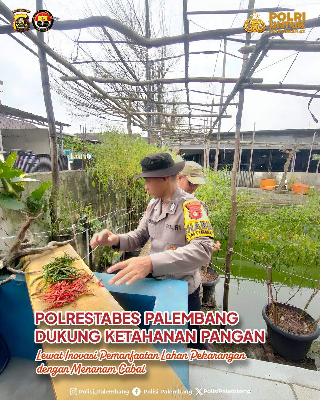 Polrestabes Palembang Dukung Ketahanan Pangan Lewat Inovasi Pemanfaatan Lahan Pekarangan dengan Menanam Cabai