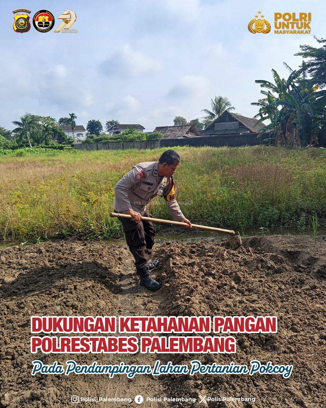 Dukungan Ketahanan Pangan Polrestabes Palembang Pada Pendampingan Lahan Pertanian Pokcoy