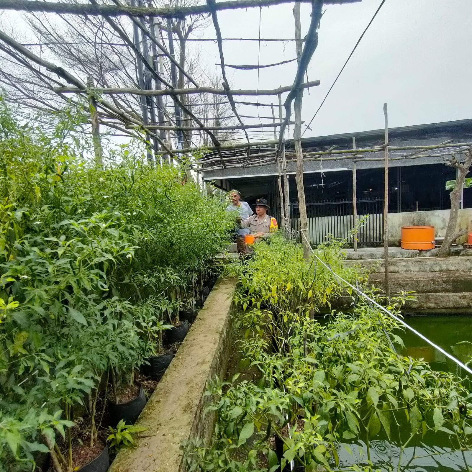 Polsek Sukarami Dukung Program Ketahanan Pangan dengan Monitoring Lahan Pertanian Warga