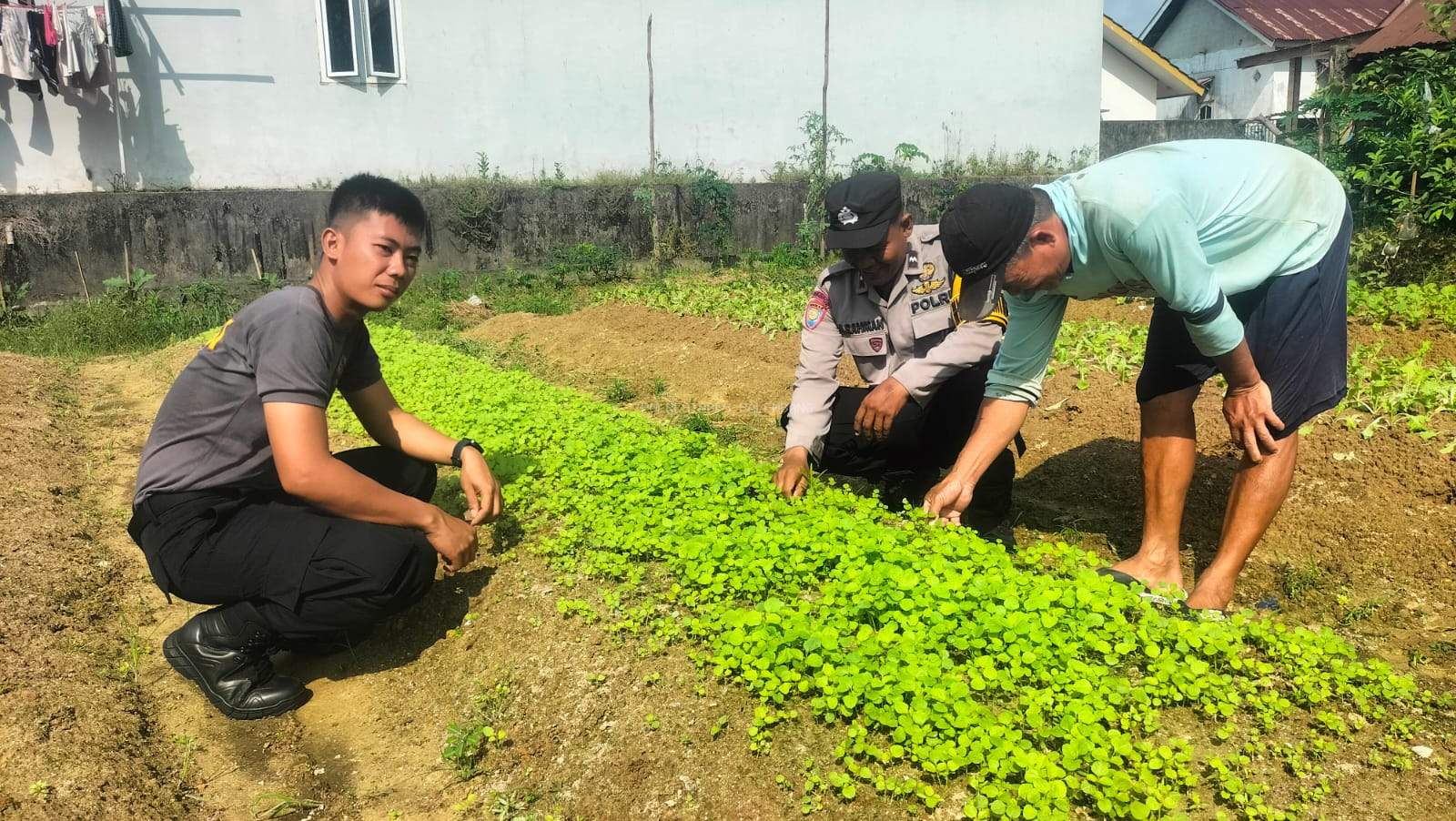 Polsek Sako Dukung Program Ketahanan Pangan, Monitoring Lahan Sayur di Kelurahan Sako