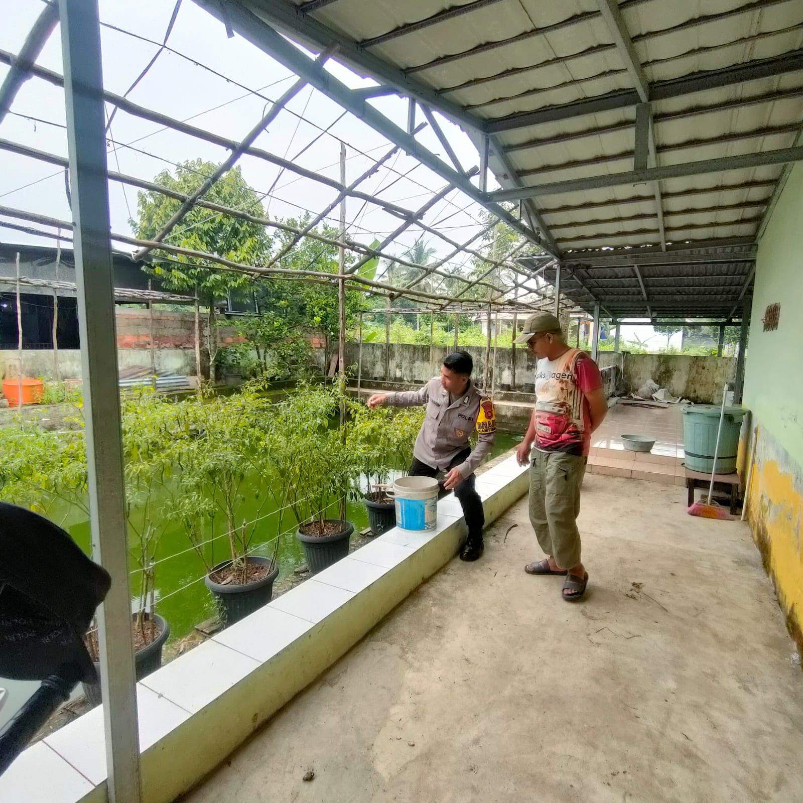 Polsek Sukarami Dukung Ketahanan Pangan dengan Monitoring Lahan Pertanian Cabe