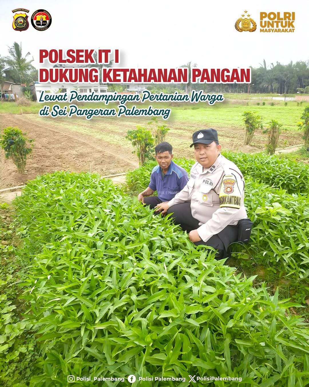 Polsek Ilir Timur 2 Dukung Ketahanan Pangan Lewat Pendampingan Pertanian Warga 