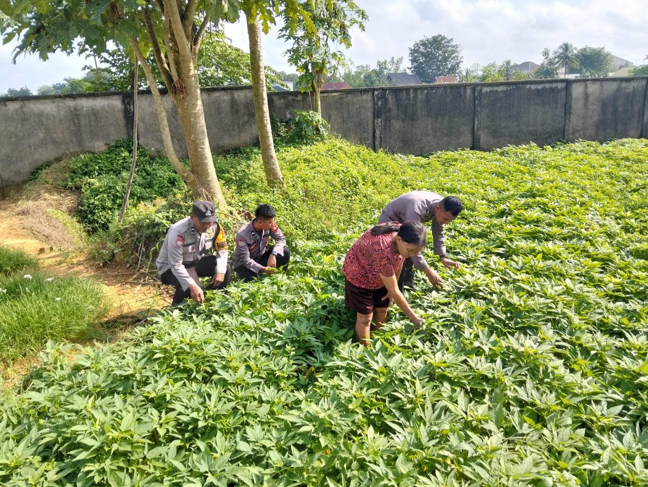 Polsek Sako Ajak Warga Optimalkan Lahan Pertanian untuk Ketahanan Pangan