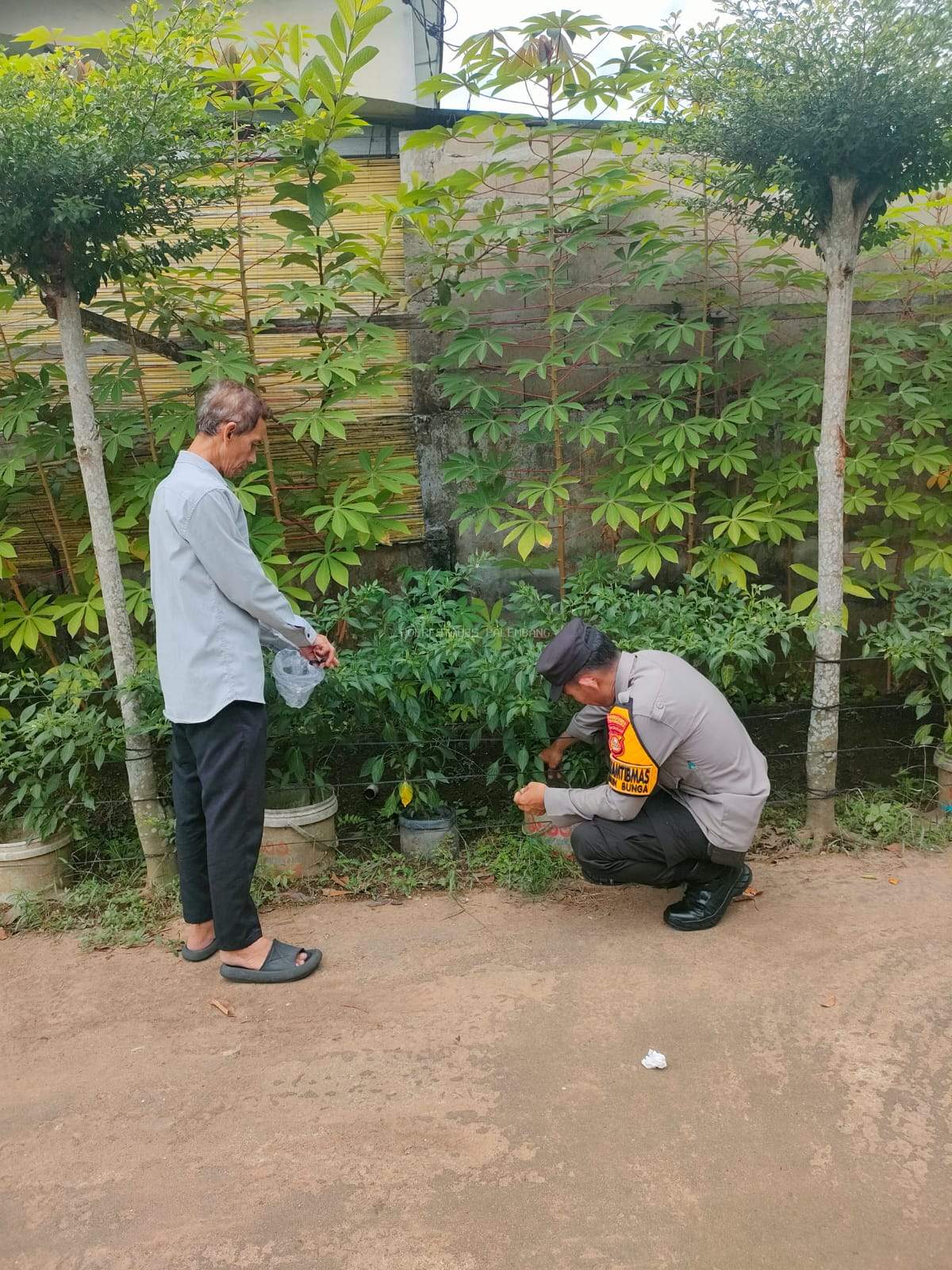 Sinergi dengan Petani, Polsek Sukarami Dorong Produktivitas Pertanian Cabe