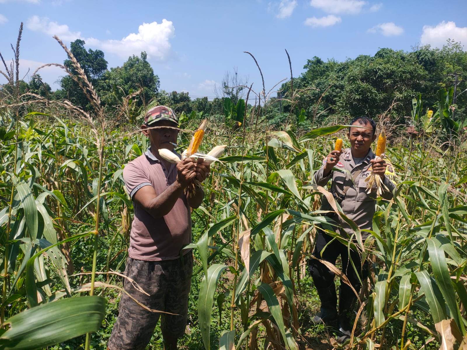 Polsek Gandus Dukung Ketahanan Pangan, Panen Jagung Bersama Warga di Pulokerto