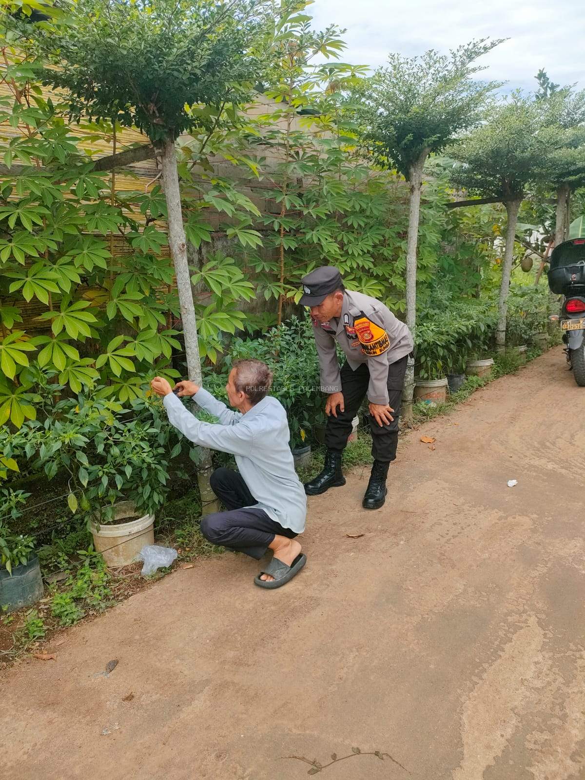 Polsek Sukarami Dukung Ketahanan Pangan Lewat Monitoring Lahan Pertanian Cabai