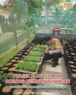 Polsek Plaju Gencar Dorong Ketahanan Pangan melalui Lahan Pertanian Warga