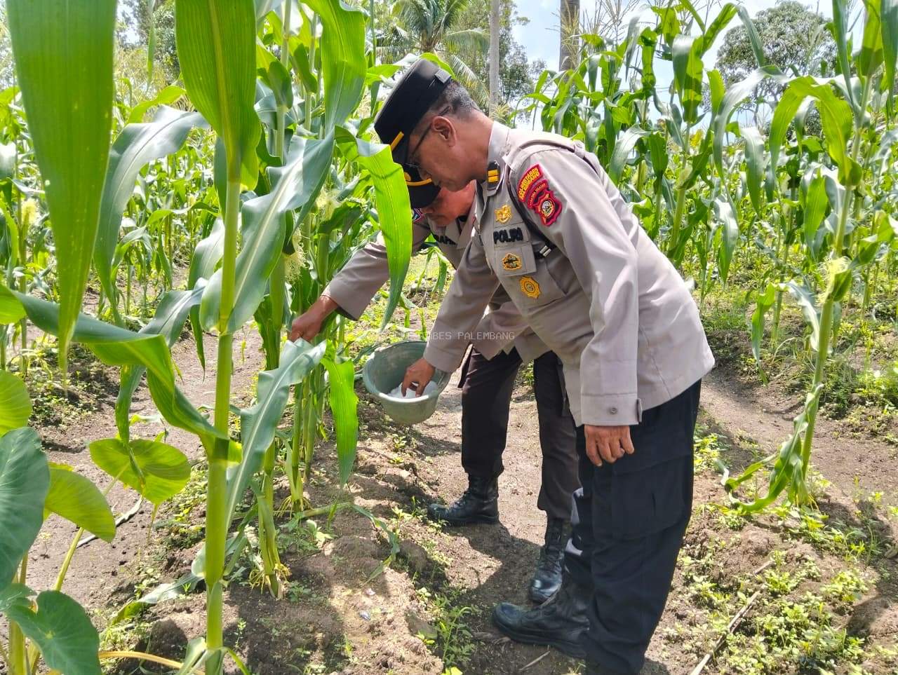 Sinergi Polri dan Petani, Polsek Sako Dampingi Pemupukan Lahan Jagung di Sematang Borang